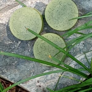 Moringa Soap Bar - Natural Moringa